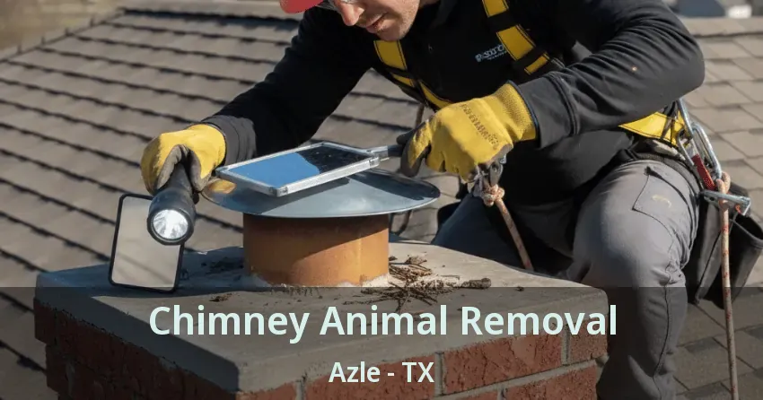 Chimney Animal Removal Azle - TX